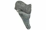 Partial Megalodon Tooth - South Carolina #272549-1